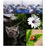 JSR 15X Macro Lens Filter For DJI Osmo Action 3 - Image 6