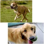 PULUZ Hound Dog Fetch Harness Adjustable Chest Strap Mount for GoPro, Insta360, DJI and Other Action Cameras(Black) - Image 7