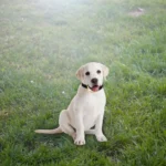 RC-302A Pet Bark Stopper Electric Shock Automatically Prevent Barking From Bark Stopper - Image 5