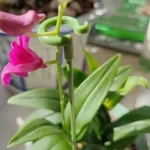 10pcs Plant Potted Flower Shape Support Rod Fixed Anti-lodging Leaf Guard Frame - Image 7