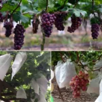 100pcs Waterproof Grape Packaging Bag Paper Bag Fruit Protective Bag - Image 5