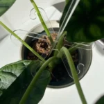 YX106 Acrylic Plant Growth Support Bracket - Image 3