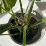 YX106 Acrylic Plant Growth Support Bracket - Image 5