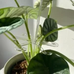 YX106 Acrylic Plant Growth Support Bracket - Image 6