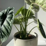 YX106 Acrylic Plant Growth Support Bracket - Image 7