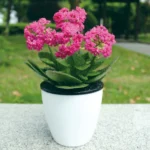 Lazy Flower Pots Automatic Water-absorbing Hydroponic Potted Plants Circular Resin Plastic Flower Pots Double-layer Design Self Watering Planter, Diameter: 11cm, Height: 10.3cm(White) - Image 8