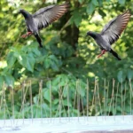 5 PCS / Set Bird Repeller 50cm Stainless Steel Nails Bird Spikes SK411 - Image 9