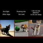 Medium and Large Dog Pet Solar + USB Charging LED Light Collar, Neck Circumference Size: S, 35-40cm - Image 6