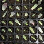 Seedling Tray Sprout Plate 24 Holes Nursery Pots Tray Lids Box For Gardening Bonsai Mini Greenhouse Nursery Plate Three Sets - Image 5