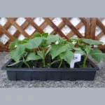 Seedling Tray Sprout Plate 24 Holes Nursery Pots Tray Lids Box For Gardening Bonsai Mini Greenhouse Nursery Plate Three Sets - Image 6