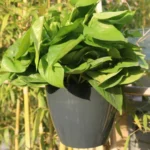 Self-Watering Planter Grow Plants Lazy Flower Pots Wall-hanging Round Resin Plastic Flower Pots, Size: 13x8.5x13cm - Image 2