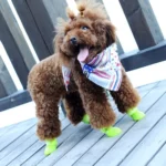 Lovely Pet Dog Shoes Puppy Candy Color Rubber Boots Waterproof Rain Shoes, S, Size:  4.3 x 3.3cm - Image 6