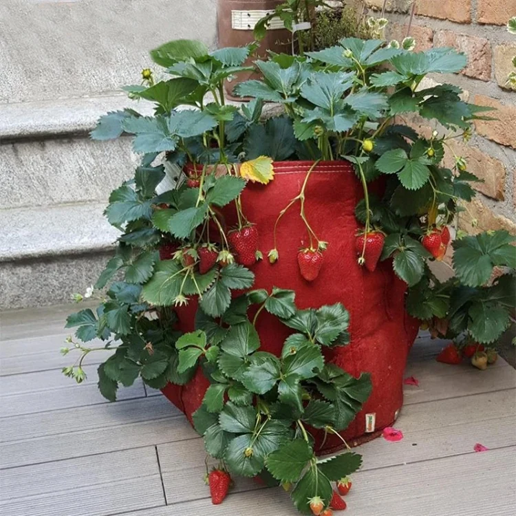 HC5686G_5.webp 3 Pockets 18L / 5 Gallon Non-woven Felt Strawberry Planting Bag, Size: 23X28cm - Image 6