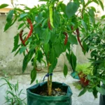 3 Pockets 18L / 5 Gallon Non-woven Felt Strawberry Planting Bag, Size: 23X28cm - Image 7