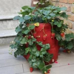 6 Pockets 26L / 7 Gallon Non-woven Felt Strawberry Planting Bag, Size: 30X35cm - Image 6