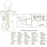 4 Cups / Set Health Care Body Massage Cupping Therapy Anti Cellulite Silicone Vacuum Cups - Image 6