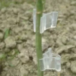 100 PCS Plant Grafting Gardening Plastic Grafting Folder Grafting Clip Transparent Gardening Plastic Grafting Clip Tomatoes Grafting Clips - Image 8