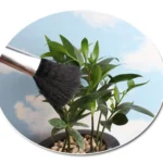 5 PCS Horticultural Plant Brushes Debris Brush Dust Brush - Image 6