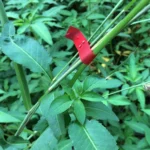 Agriculture Tape Tool Hand Tying Machine Garden Plant Tape Tool Tapener Machine Adhesive Tape Machine - Image 9