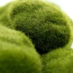 5pcs Simulation of False Moss Simulation of Bryophyte Stone Moss Flocking False Lawn Micro Landscape Decoration Accessories,Diameter: 8cm - Image 3