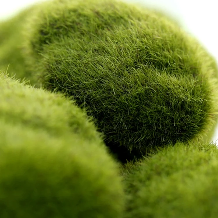 HC8529_2.webp 5pcs Simulation of False Moss Simulation of Bryophyte Stone Moss Flocking False Lawn Micro Landscape Decoration Accessories,Diameter: 8cm - Image 3