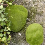 5pcs Simulation of False Moss Simulation of Bryophyte Stone Moss Flocking False Lawn Micro Landscape Decoration Accessories,Diameter: 8cm - Image 5