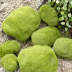 5pcs Simulation of False Moss Simulation of Bryophyte Stone Moss Flocking False Lawn Micro Landscape Decoration Accessories,Diameter: 8cm - Image 6