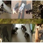 Pet Dog Nylon 3 in 1 Traction Rope Pet Walking Leads With Handle, Length: 124cm - Image 9