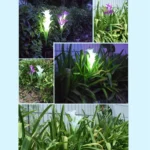 Simulated Lily Flower 4 Heads Solar Powered Outdoor IP55 Waterproof LED Decorative Lawn Lamp, White Light - Image 10