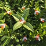 4.8m 20 LEDs Bee Solar Powered Warm White Waterproof Outdoor Garden Decorative String Light Fairy Lamp with 100mA / 1.2V Solar Panel - Image 4