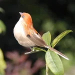 Simulation Sparrow Simulation Feather Foam Bird Horticultural Decoration Random Color Delivery