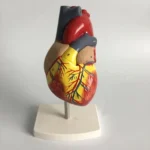 1: 1 Human Heart Anatomical Model  Cardiology Heart Anatomy Teaching Model with Number Mark - Image 2