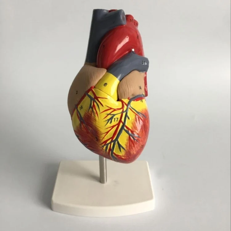 TBD01179943_1.webp 1: 1 Human Heart Anatomical Model  Cardiology Heart Anatomy Teaching Model with Number Mark - Image 2