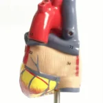 1: 1 Human Heart Anatomical Model  Cardiology Heart Anatomy Teaching Model with Number Mark - Image 3
