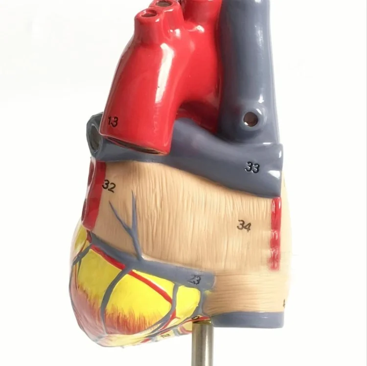 TBD01179943_2.webp 1: 1 Human Heart Anatomical Model  Cardiology Heart Anatomy Teaching Model with Number Mark - Image 3