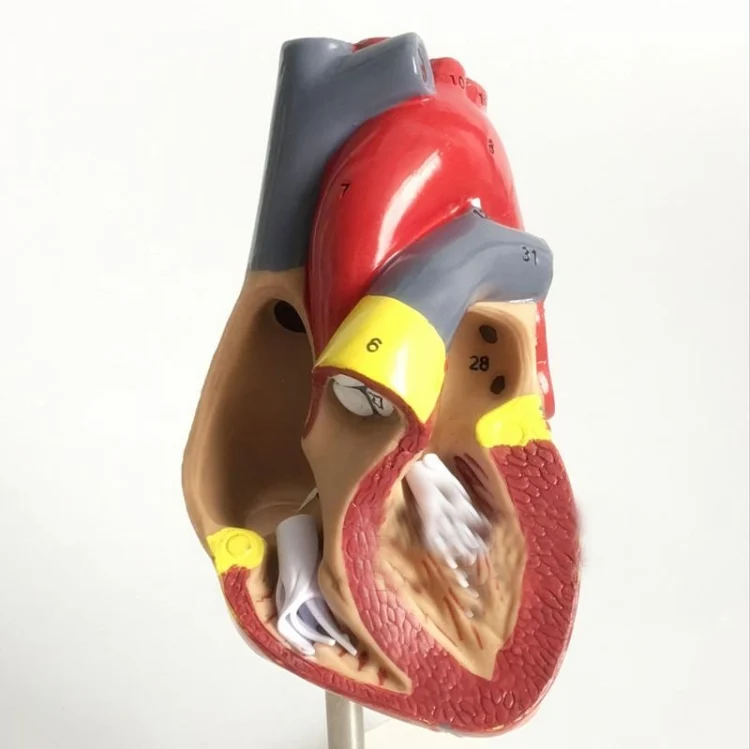 TBD01179943_3.webp 1: 1 Human Heart Anatomical Model  Cardiology Heart Anatomy Teaching Model with Number Mark - Image 4