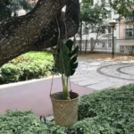 SDTGP5 Succulent Flower Basket Hanging Basket Wall Hanging Basket - Image 5