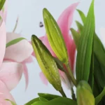 3 Branches Simulation Mini Lily Plastic Fake Flower Home Decoration Photography Wedding Supplies - Image 6