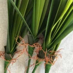 Artificial Orchid Leaf Flower Arrangement DIY Material Simulation Green Plant - Image 5