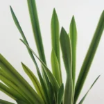 Artificial Orchid Leaf Flower Arrangement DIY Material Simulation Green Plant - Image 6