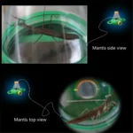 4X Handheld Insect Magnifier Kindergarten Teaching Aids - Image 5