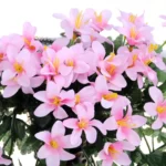 Artificial Flower Wall Hanging Lily Flower Vine Basket Flower Party Decorations - Image 5