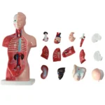 Medical Primary and Secondary Education 26CM Torso Model Human Anatomy Organ Structure Model - Image 2