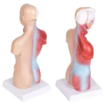 Medical Primary and Secondary Education 26CM Torso Model Human Anatomy Organ Structure Model - Image 3