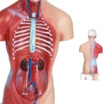 Medical Primary and Secondary Education 26CM Torso Model Human Anatomy Organ Structure Model - Image 4