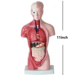 Medical Primary and Secondary Education 26CM Torso Model Human Anatomy Organ Structure Model - Image 6