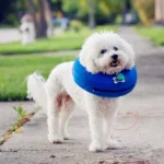Inflatable Pet Collar Pet Grooming Warm Protective Wound Protection Collar - Image 6