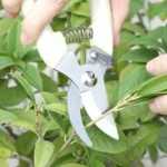 Garden Tools Stainless Steel Pruning Shears Fruit Tree Scissors Garden Branch Shears New And Old Packages Randomly Delivery - Image 5