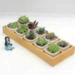 Succulent Wooden Storage Box Landscape Garden Decoration