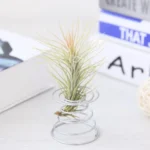 2 PCS Air Aluminum Wire Pineapple Rooting Holder Spring Base - Image 4